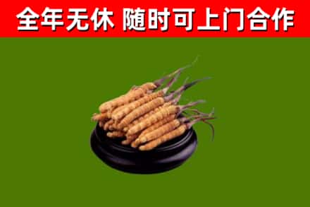 深汕回收散虫草